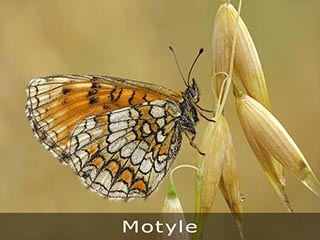 motyle