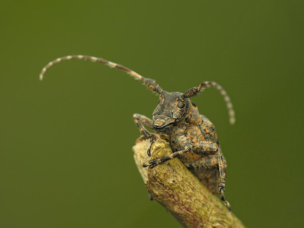 Średzinka ryjkowcowata - Mesosa curculionoides