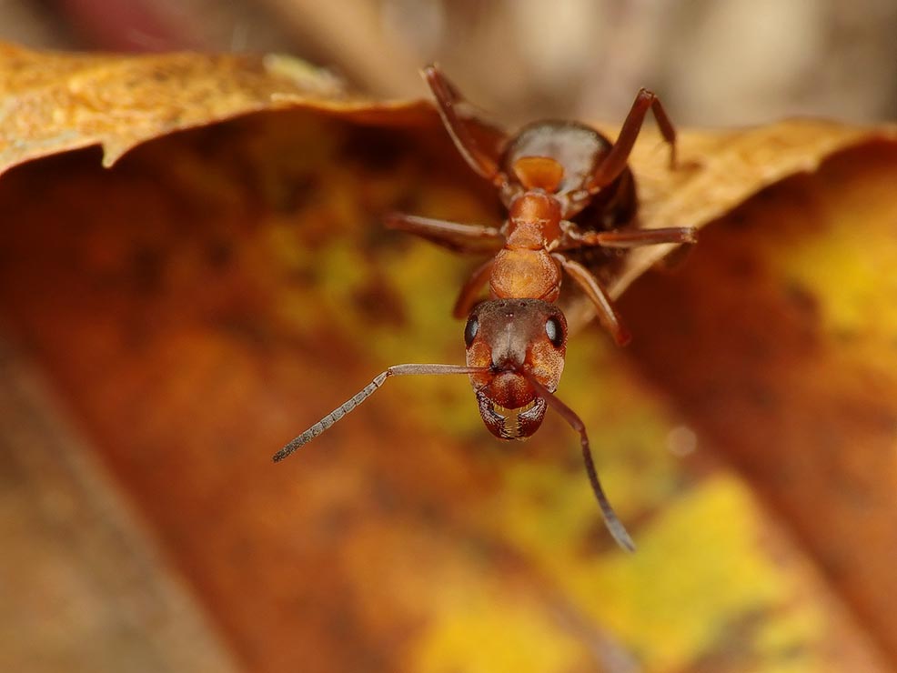 Mrówka ćmawa - Formica polyctena