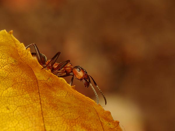 Mrówka ćmawa