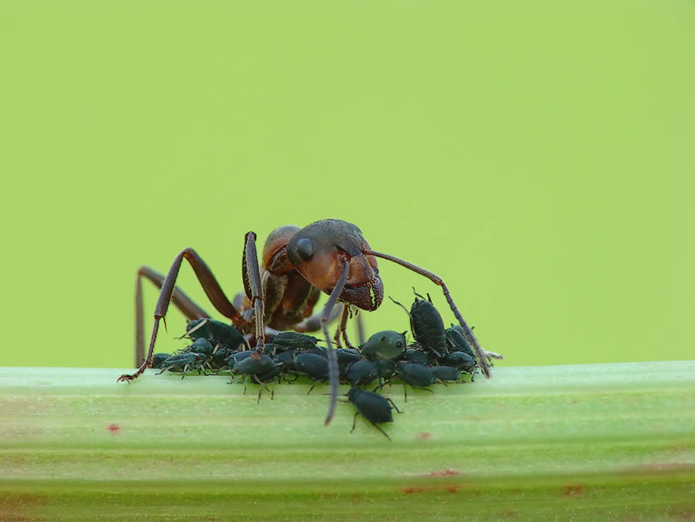 Mrówka łąkowa - Formica pratensis