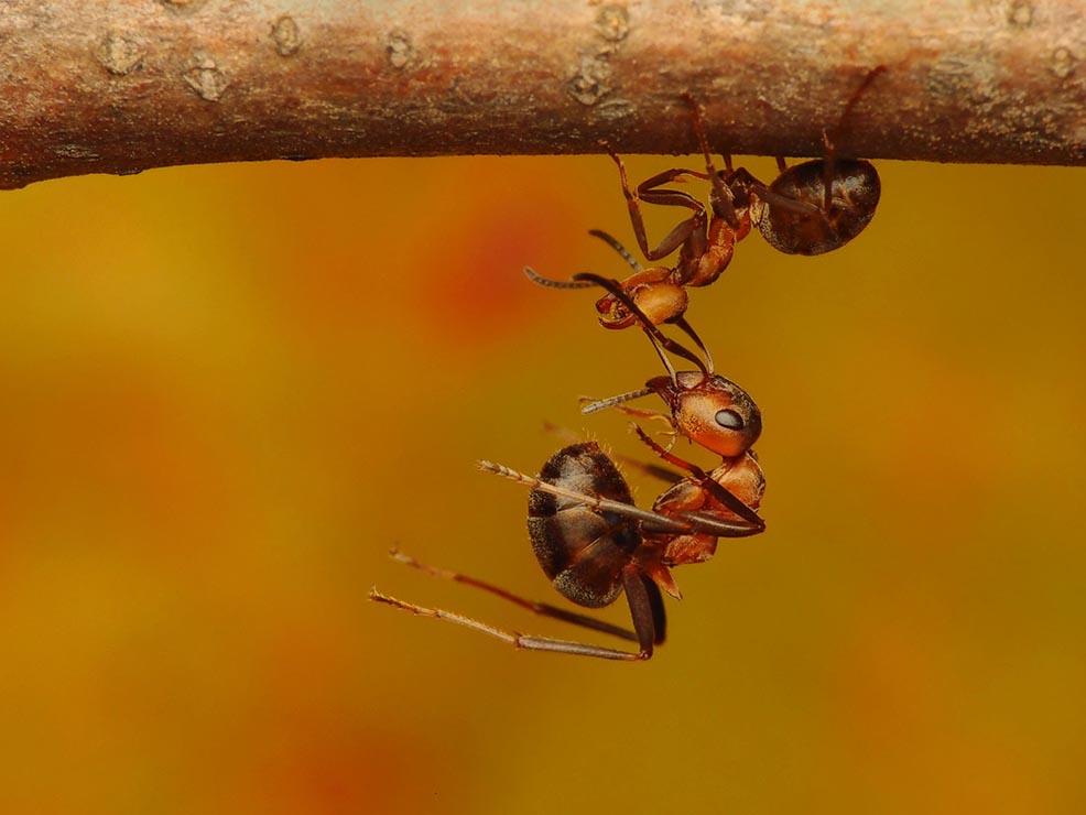 Mrówki ćmawe - Formica polyctena