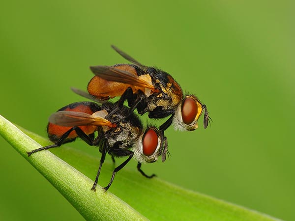 Rączycowate - Tachinidae