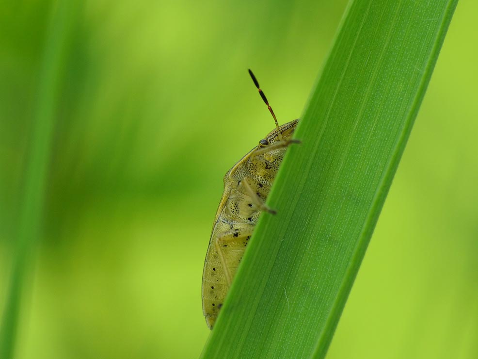 Lednica zbożowa - Aelia acuminata