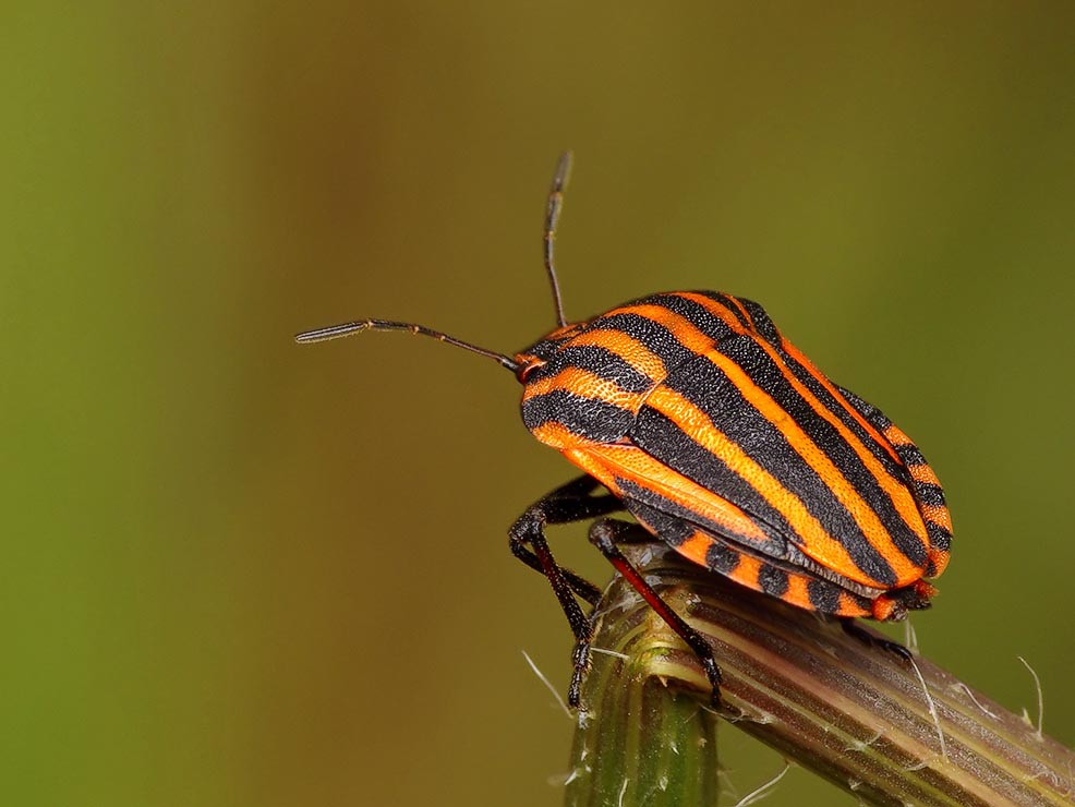 Strojnica włoska - Graphosoma italicum
